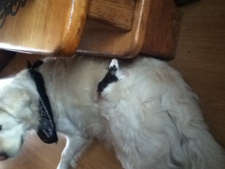 Henkie bij de hond 5 weekjes oud